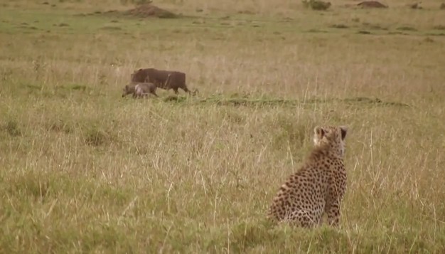 Ảnh cắt từ clip.