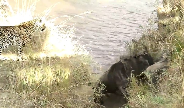 Ảnh cắt từ clip.