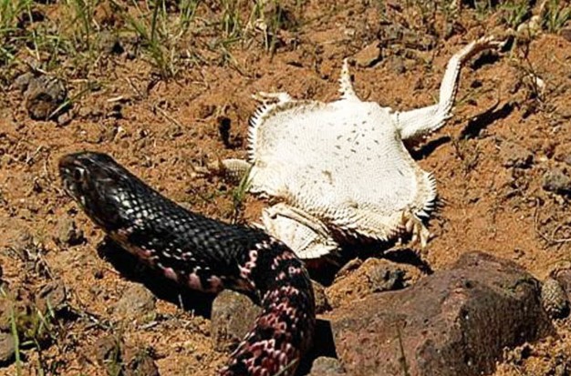 Ảnh cắt từ clip.