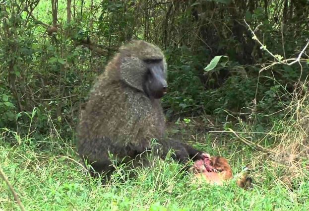 Khỉ đầu chó bắt linh dương làm thức ăn.