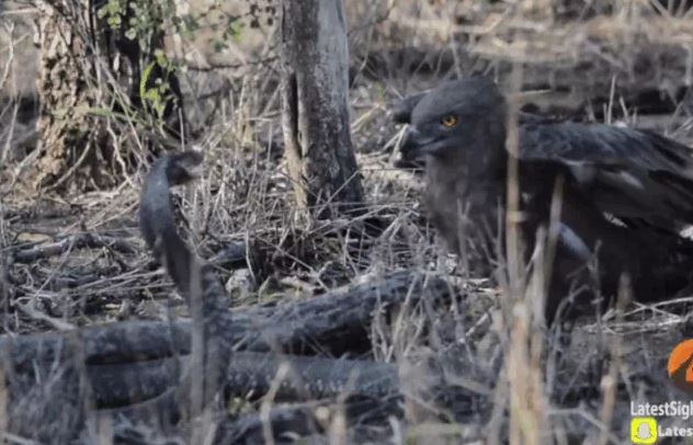 Ảnh cắt từ clip.