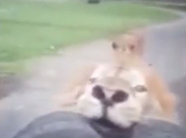 Ảnh cắt từ clip.