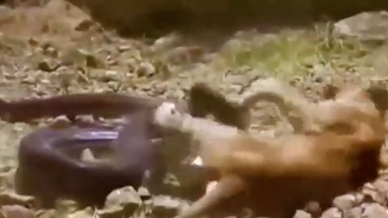 Ảnh cắt từ clip.