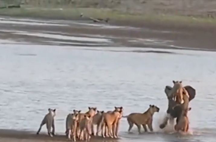 Ảnh cắt từ clip.