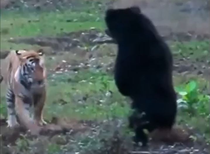 Ảnh cắt từ clip.