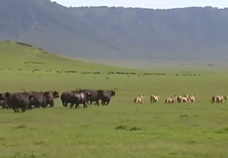 Ảnh cắt từ clip.