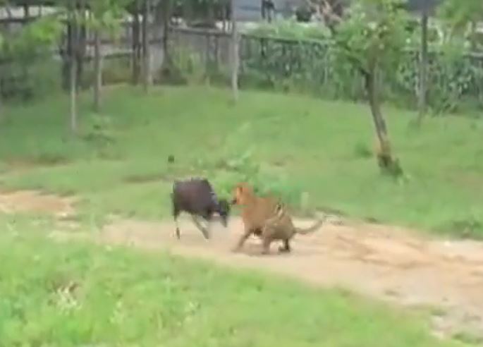 Ảnh cắt từ clip.