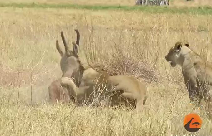 Ảnh cắt từ clip.