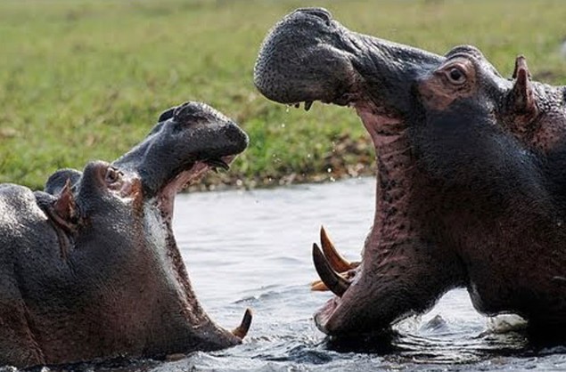 Ảnh cắt từ clip.