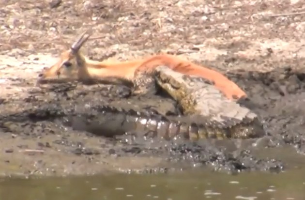 Ảnh cắt từ clip.