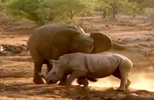 Ảnh cắt từ clip.