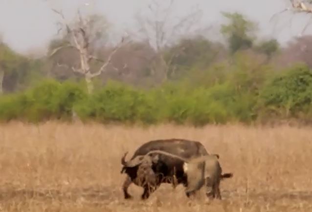 Ảnh cắt từ clip.