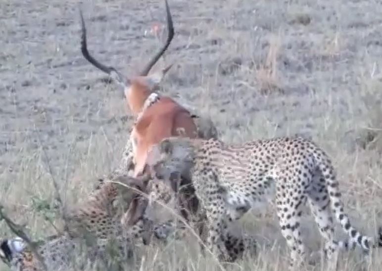 Ảnh cắt từ clip.