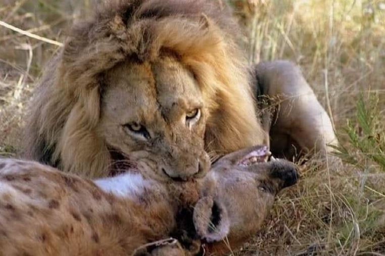 Sư tử hạ sát linh cẩu.