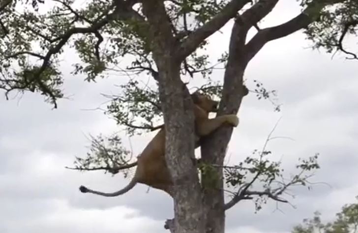 Ảnh cắt từ clip.