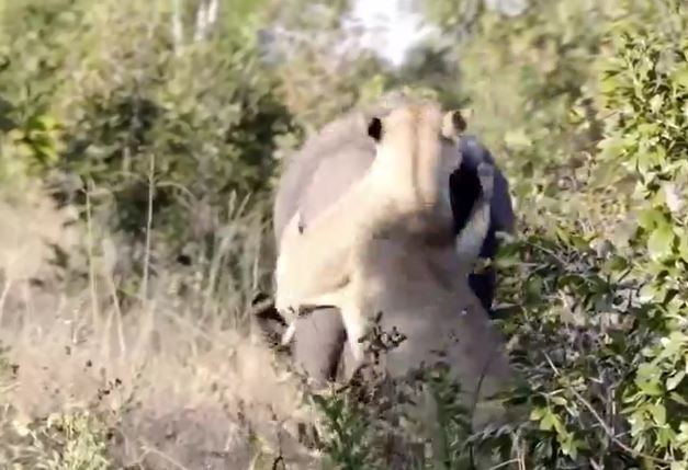 Ảnh cắt từ clip.