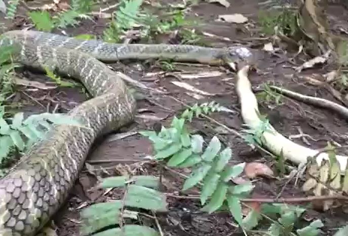 Ảnh cắt từ clip.