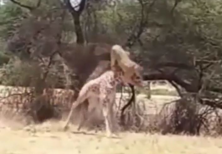 Ảnh cắt từ clip.