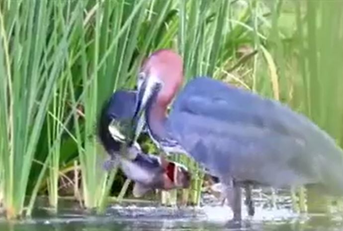 Ảnh cắt từ clip.