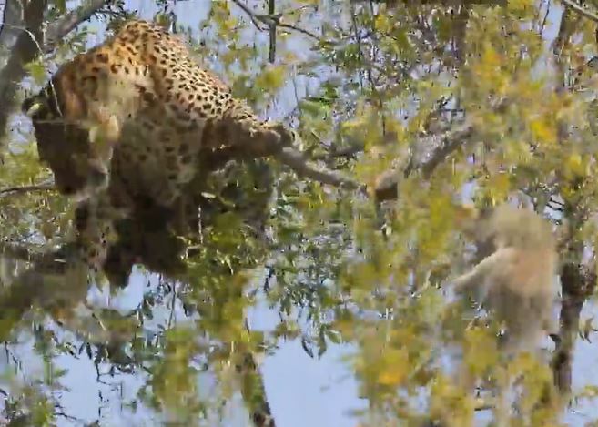 Ảnh cắt từ clip.