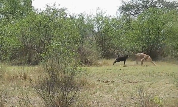 Ảnh cắt từ clip.