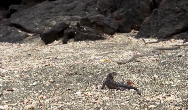 Ảnh cắt từ clip.