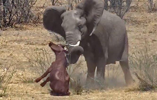 Voi giết trâu rừng.