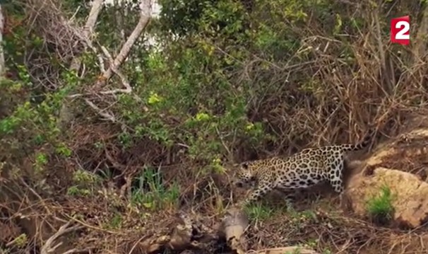 Ảnh cắt từ clip.