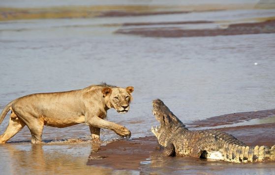 Sư tử chạm trán cá sấu.