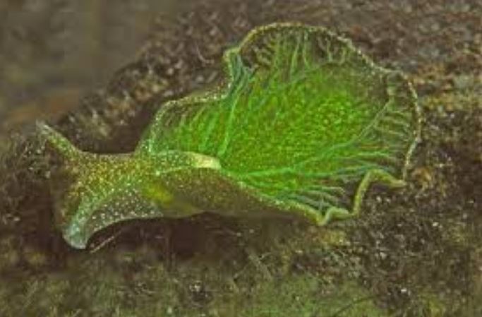 Elysia chlorotica.