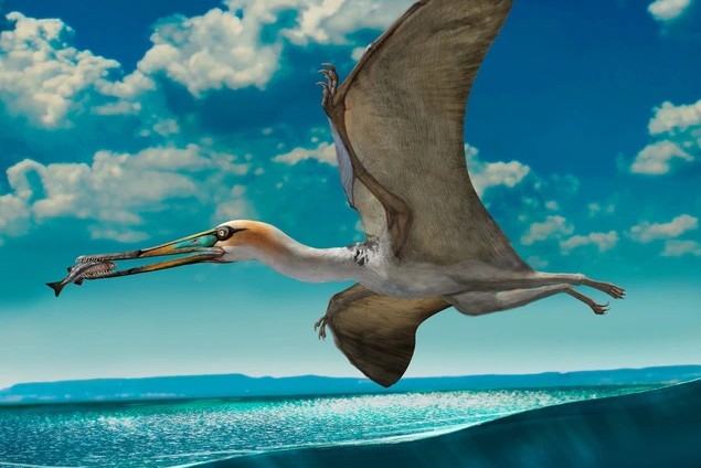 Ảnh đồ họa mô tả Ctenochasmatodea, là nhánh dực long mà sinh vật vừa được phát hiện ở Anh thuộc về - Ảnh: Zhao Chuang