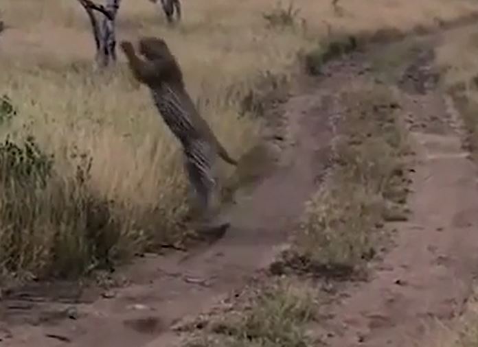 Ảnh cắt từ clip.