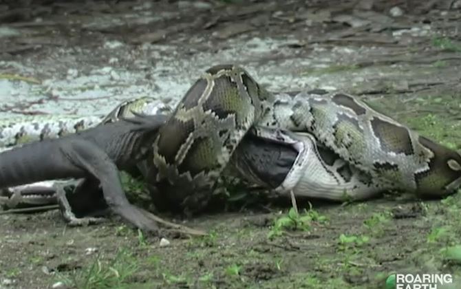 Ảnh cắt từ clip.