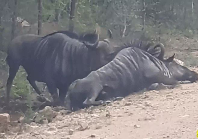 Ảnh cắt từ clip.