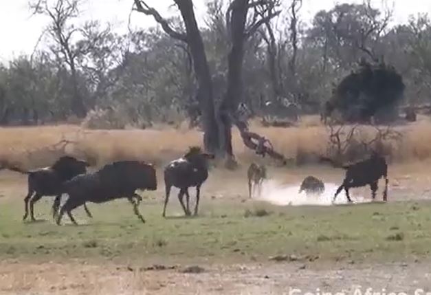 Ảnh cắt từ clip.