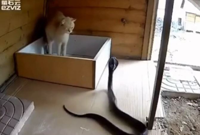 Ảnh cắt từ clip.