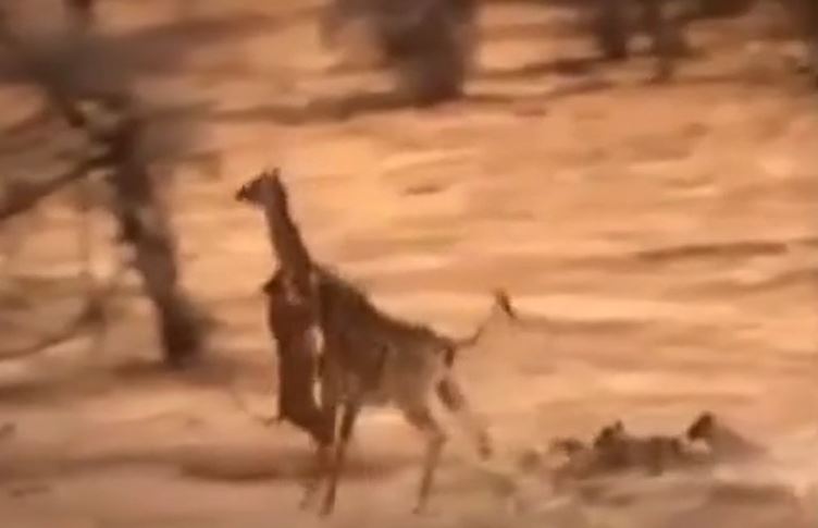 Ảnh cắt từ clip.