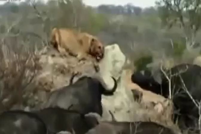 Ảnh cắt từ clip.