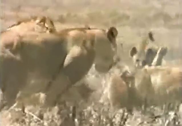 Ảnh cắt từ clip.