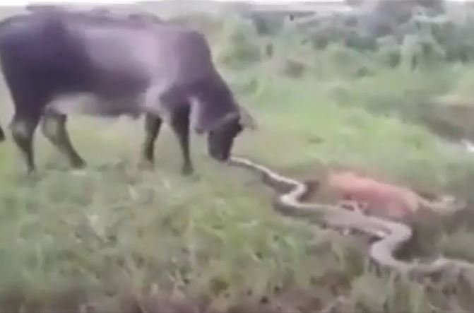 Ảnh cắt từ clip.