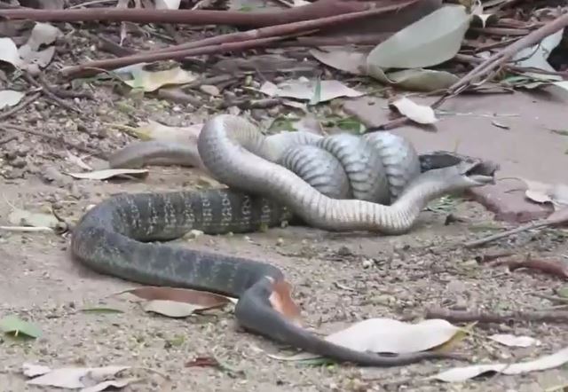 Ảnh cắt từ clip.