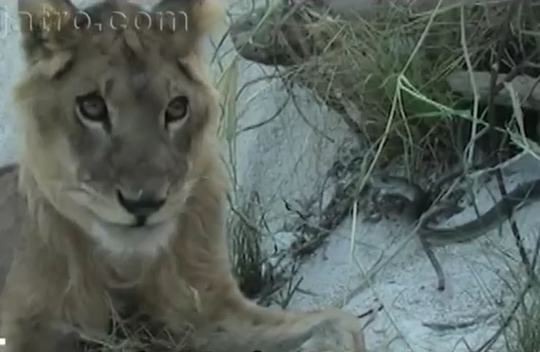 Ảnh cắt từ clip.