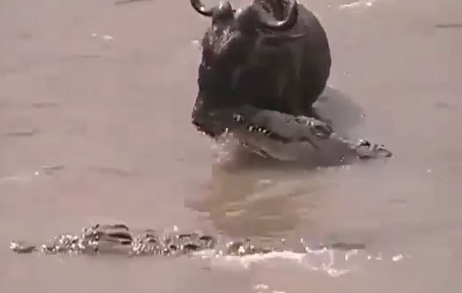 Ảnh cắt từ clip.