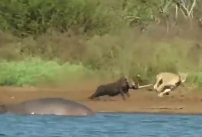 Ảnh cắt từ clip.