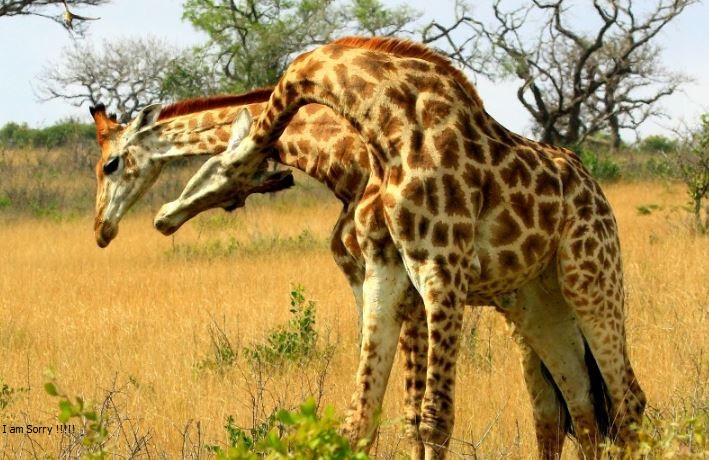 Hươu cao cổ ác chiến.