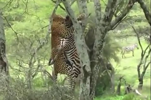 Báo hoa mai săn ngựa vằn.