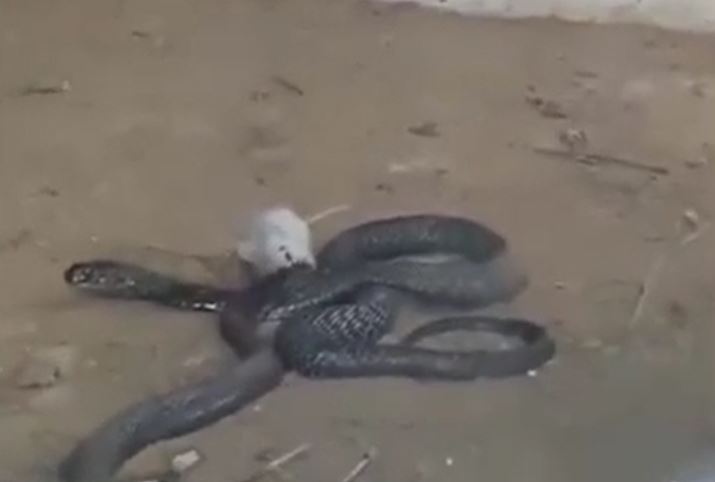 Ảnh cắt từ clip.