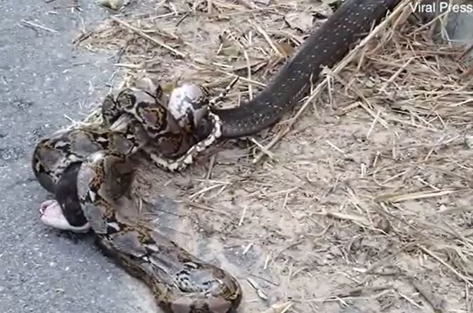 Ảnh cắt từ clip.