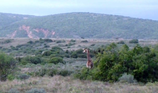 Ảnh cắt từ clip.