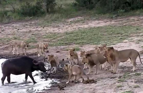 Bầy sư tử e ngại hồ nước nên không dám tấn công trâu rừng.